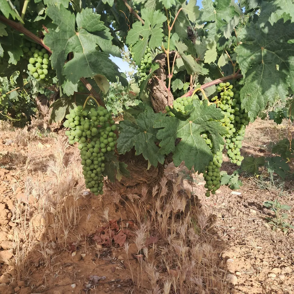 Still-green Tinto Fino bunches hanging from the vine