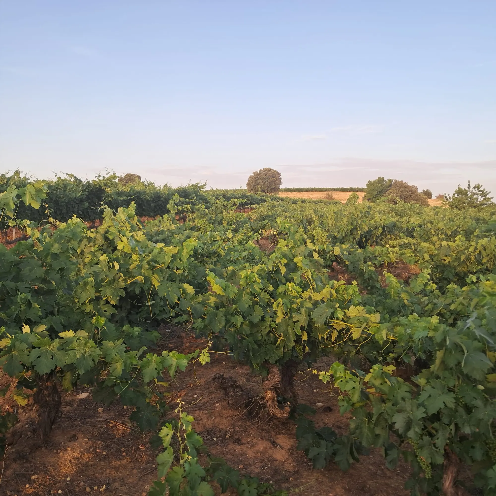 Old bush vines on clay soil, with holm oaks in the background, at sunset